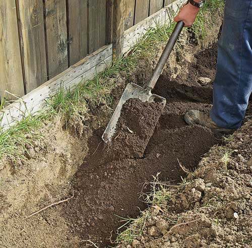 En étapes planter une haie de cèdres Je Jardine